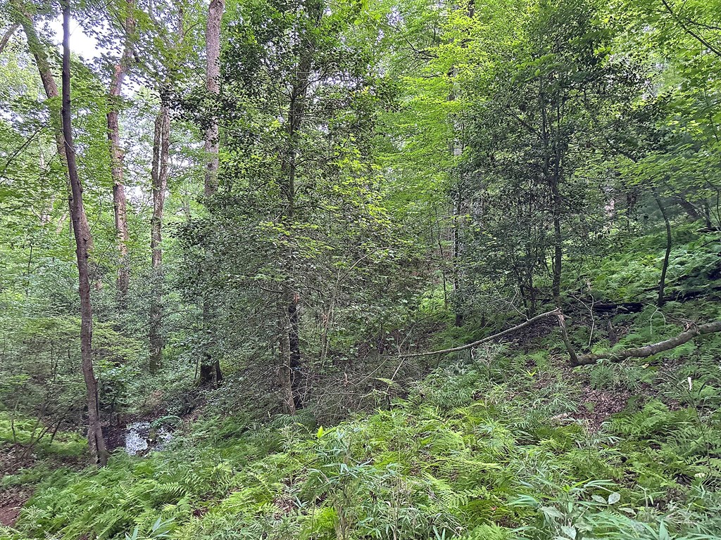 Lot 20 Mt. Springer Road Property Photo 23