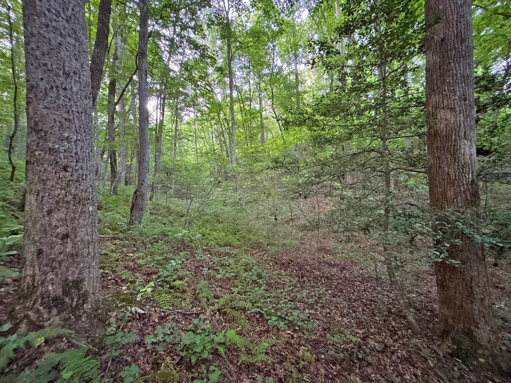 Lot 20 Mt. Springer Road Property Photo 25