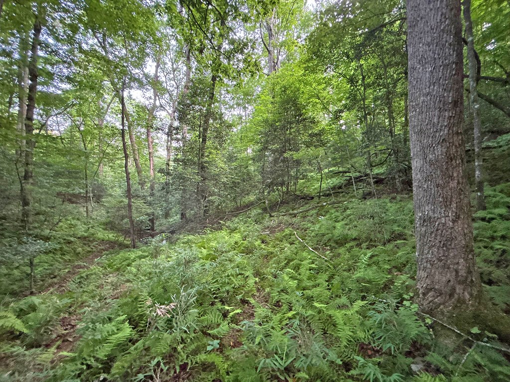Lot 20 Mt. Springer Road Property Photo 29