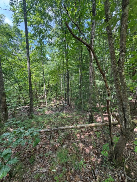 Tr 3 & 4 Lakeland Drive Property Photo 2