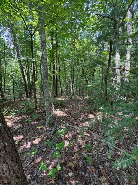 Tr 3 & 4 Lakeland Drive Property Photo 8