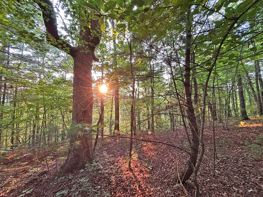 Lot 19 Mt. Springer Road Property Photo 10