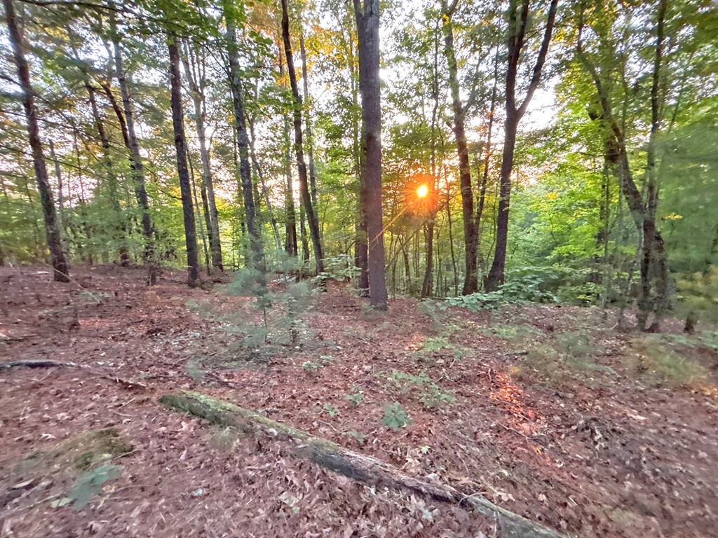 Lot 19 Mt. Springer Road Property Photo 23