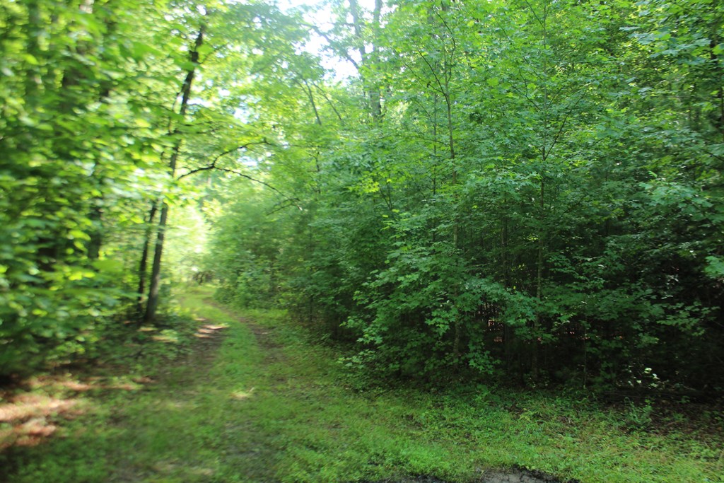 Lots 5 Property Photo 10