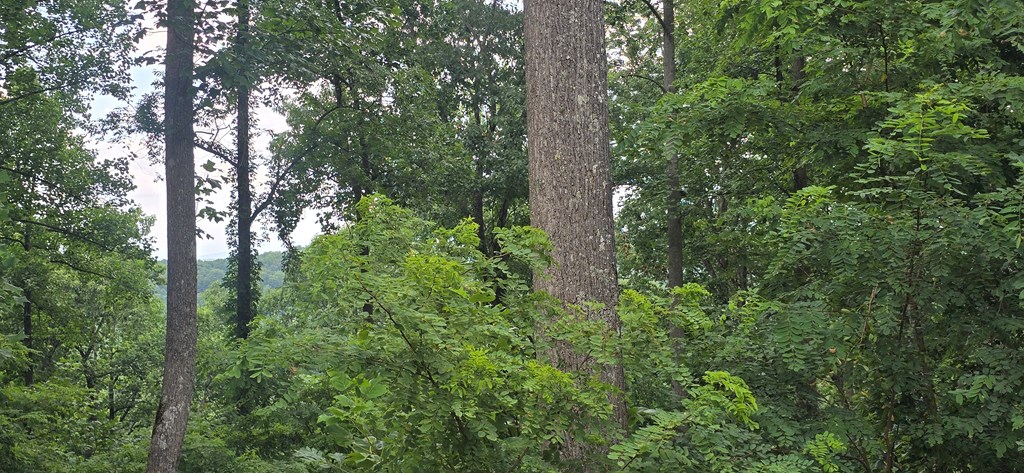 001 Winding Ridge Property Photo 4