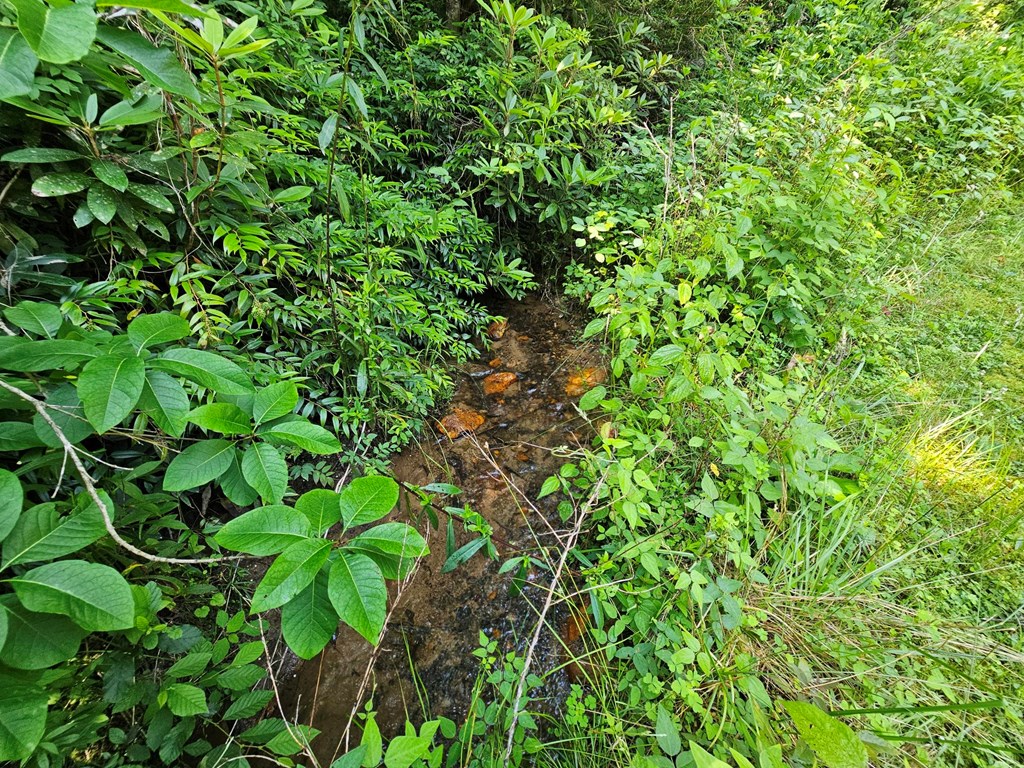 31 Acres Upper Bear Paw Road Property Photo 2