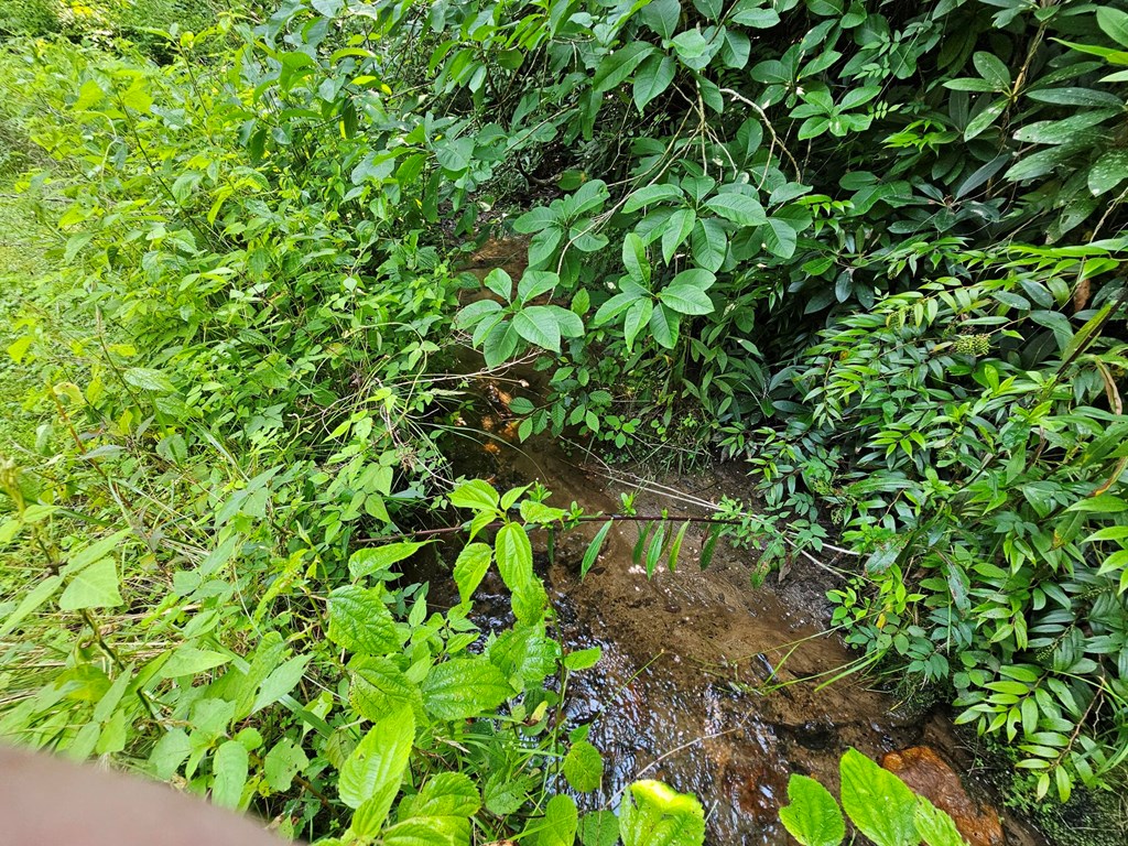 31 Acres Upper Bear Paw Road Property Photo 3