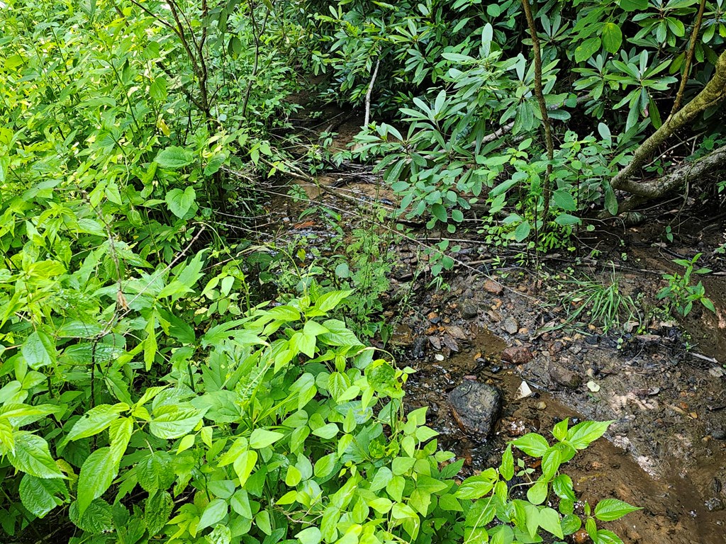 31 Acres Upper Bear Paw Road Property Photo 4