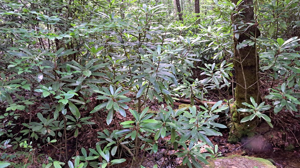 31 Acres Upper Bear Paw Road Property Photo 5