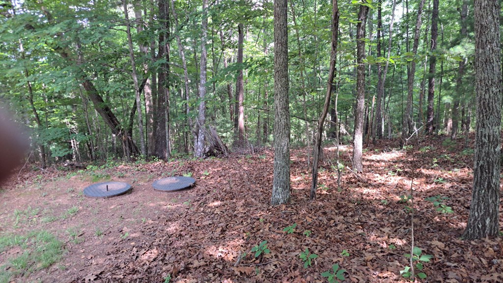 31 Acres Upper Bear Paw Road Property Photo 9