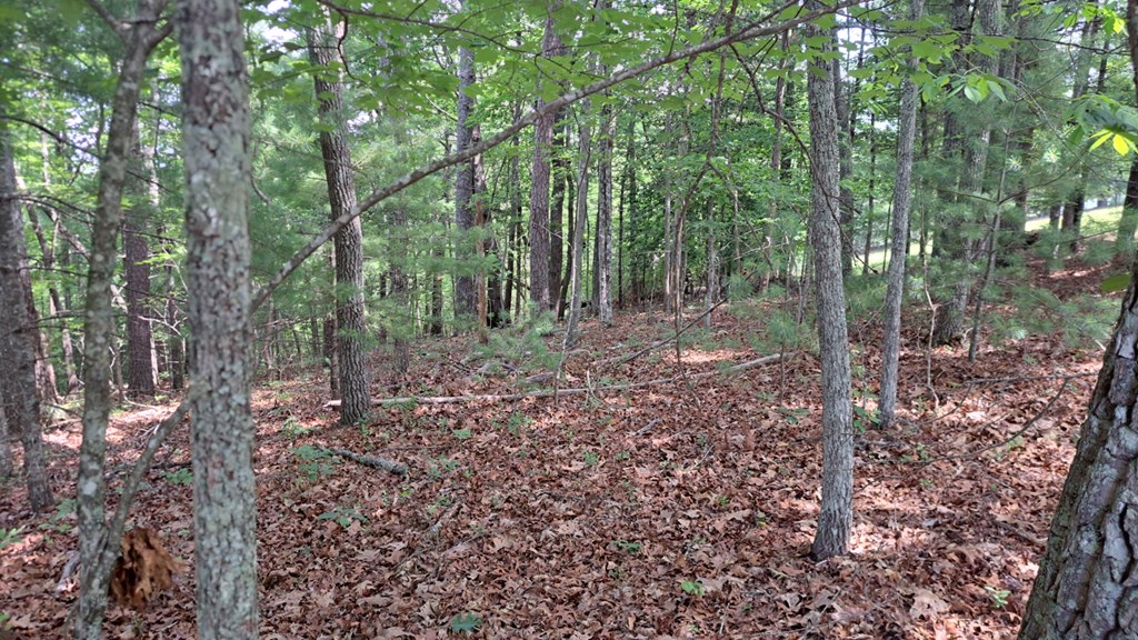 31 Acres Upper Bear Paw Road Property Photo 10