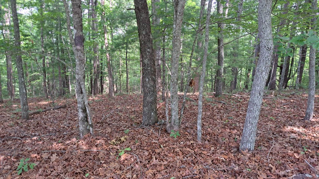 31 Acres Upper Bear Paw Road Property Photo 11