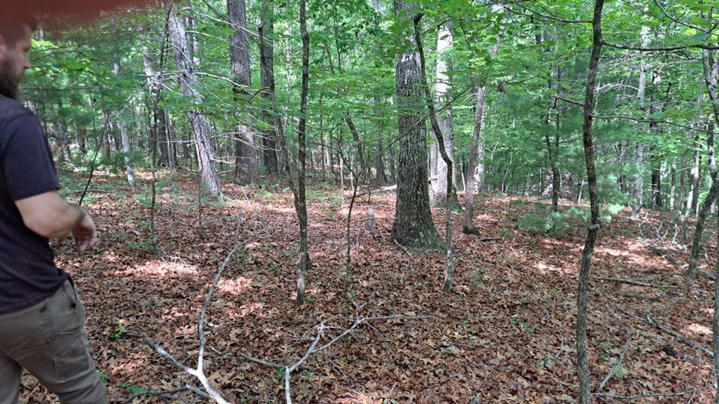 31 Acres Upper Bear Paw Road Property Photo 14