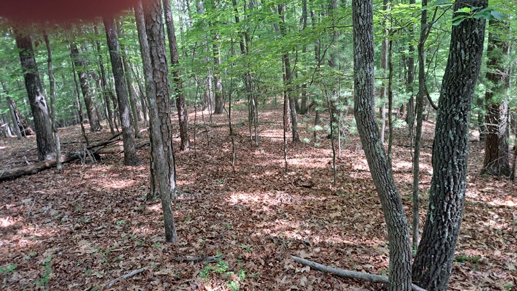 31 Acres Upper Bear Paw Road Property Photo 15