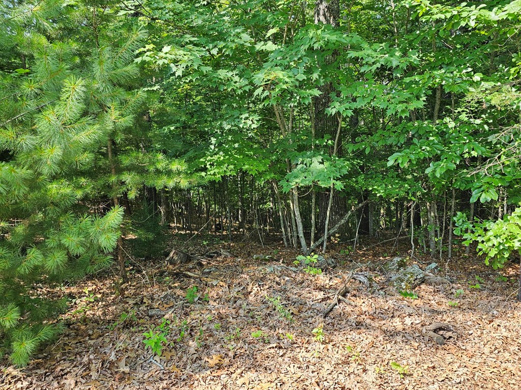 31 Acres Upper Bear Paw Road Property Photo 20