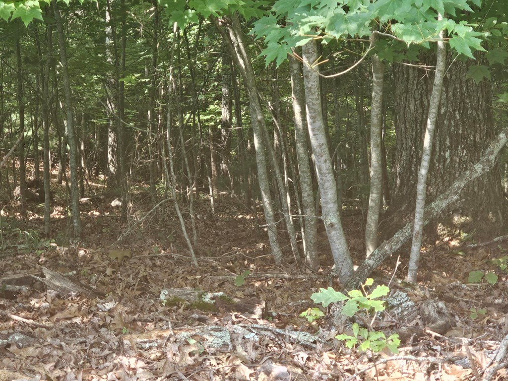31 Acres Upper Bear Paw Road Property Photo 21