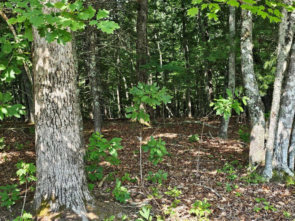 31 Acres Upper Bear Paw Road Property Photo 22