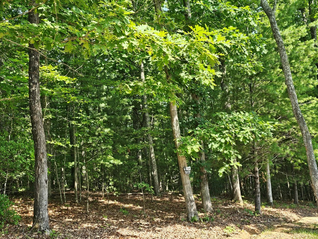 31 Acres Upper Bear Paw Road Property Photo 23