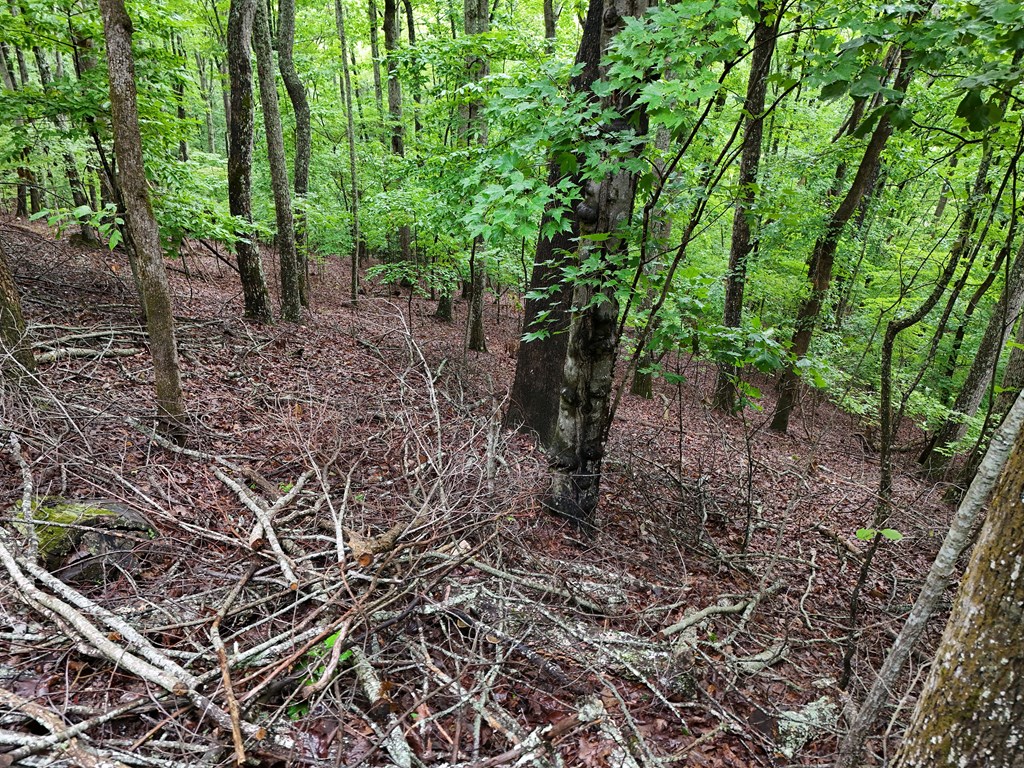 Lot 71 Chicory Drive W Property Photo 13