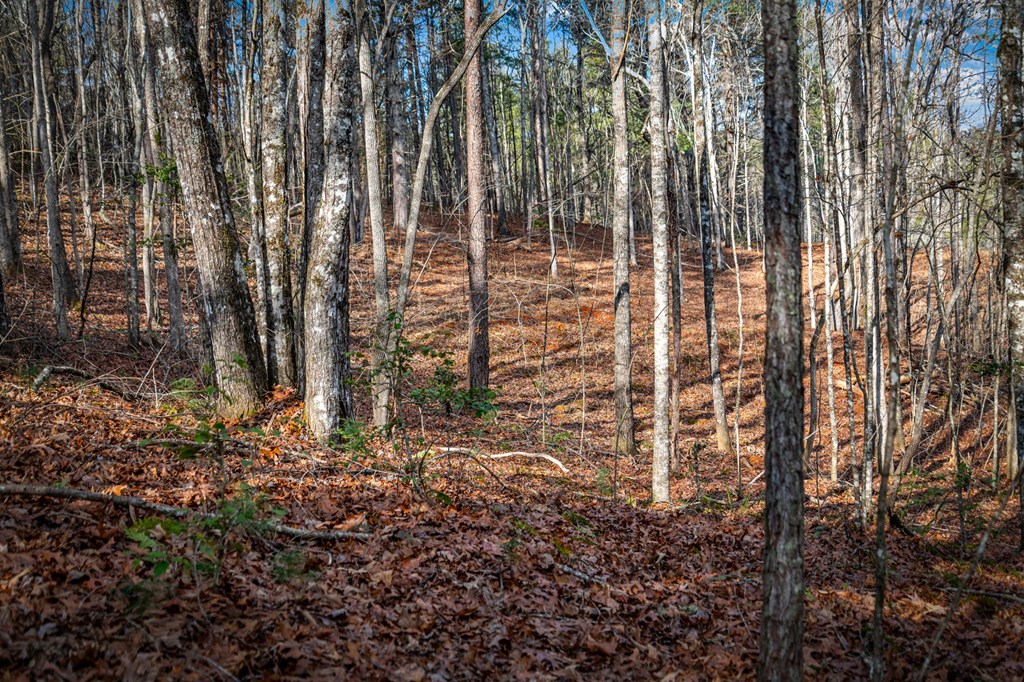 5.15 Ac Spence Road Property Photo 18