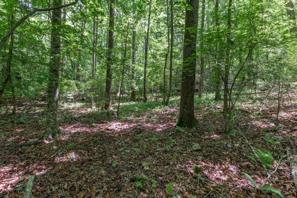 5 Ac Solar Drive Property Photo 5