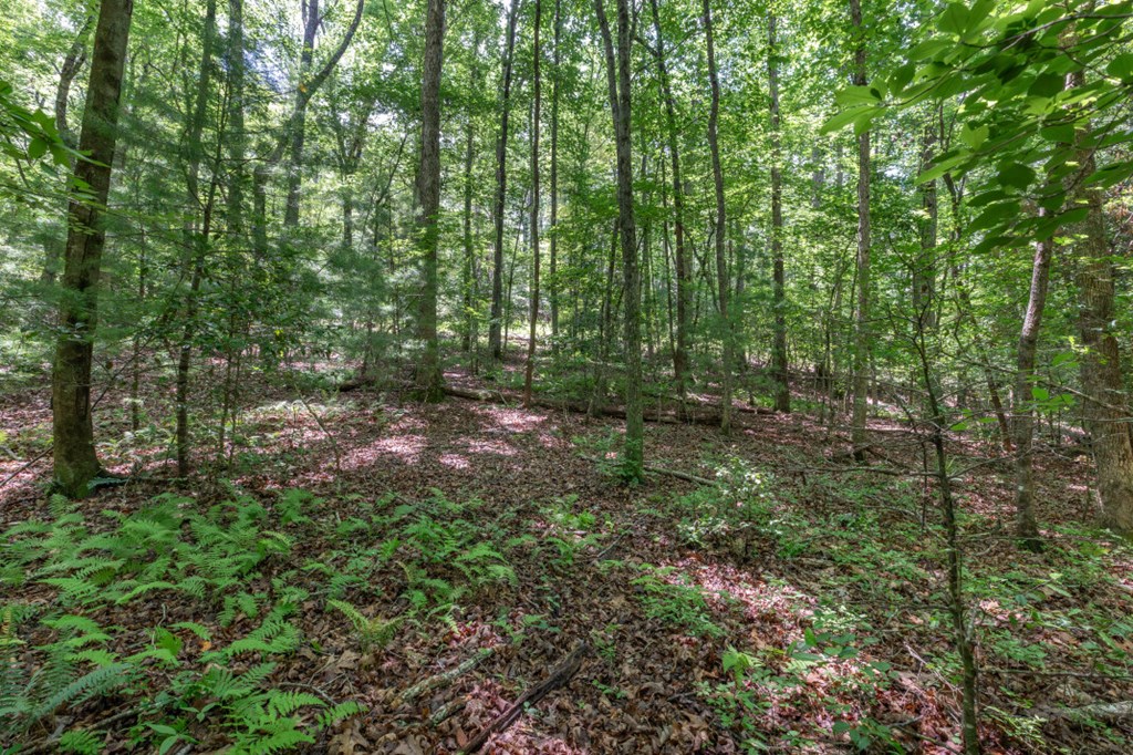 5 Ac Solar Drive Property Photo 6