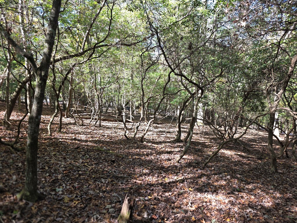 Lot #385 Zenith Trail Property Photo 7