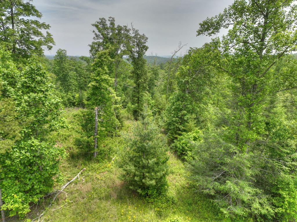7.5 Ac Hidden Acres Property Photo 12