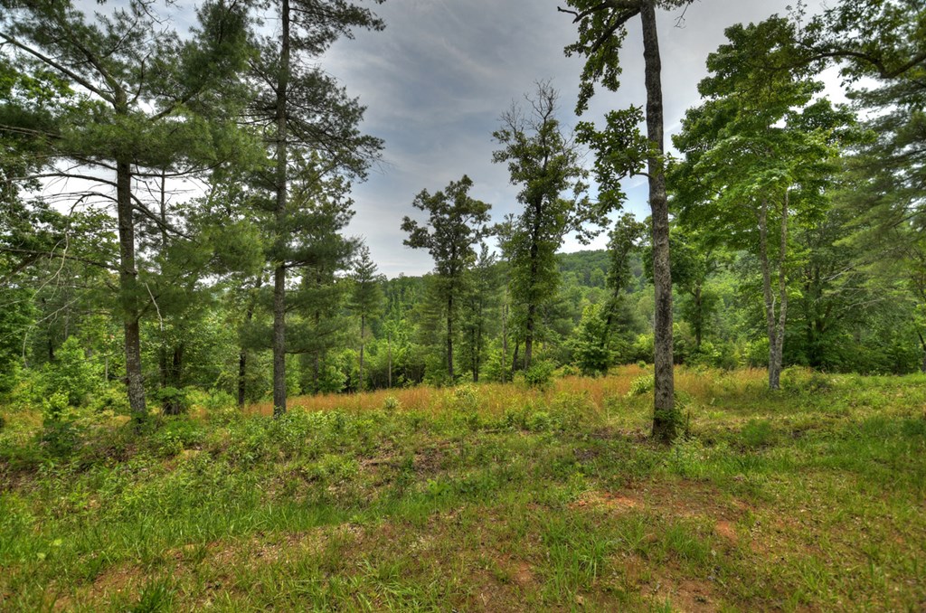 3.20 Ac Hidden Acres Property Photo 8