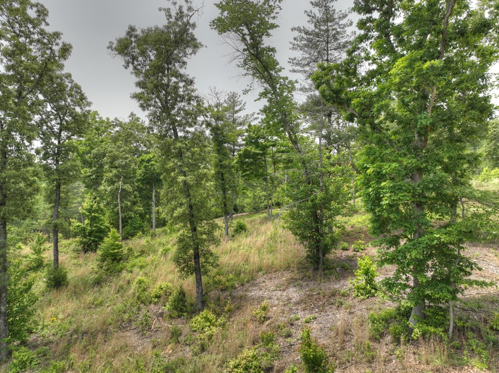 3.20 Ac Hidden Acres Property Photo 17