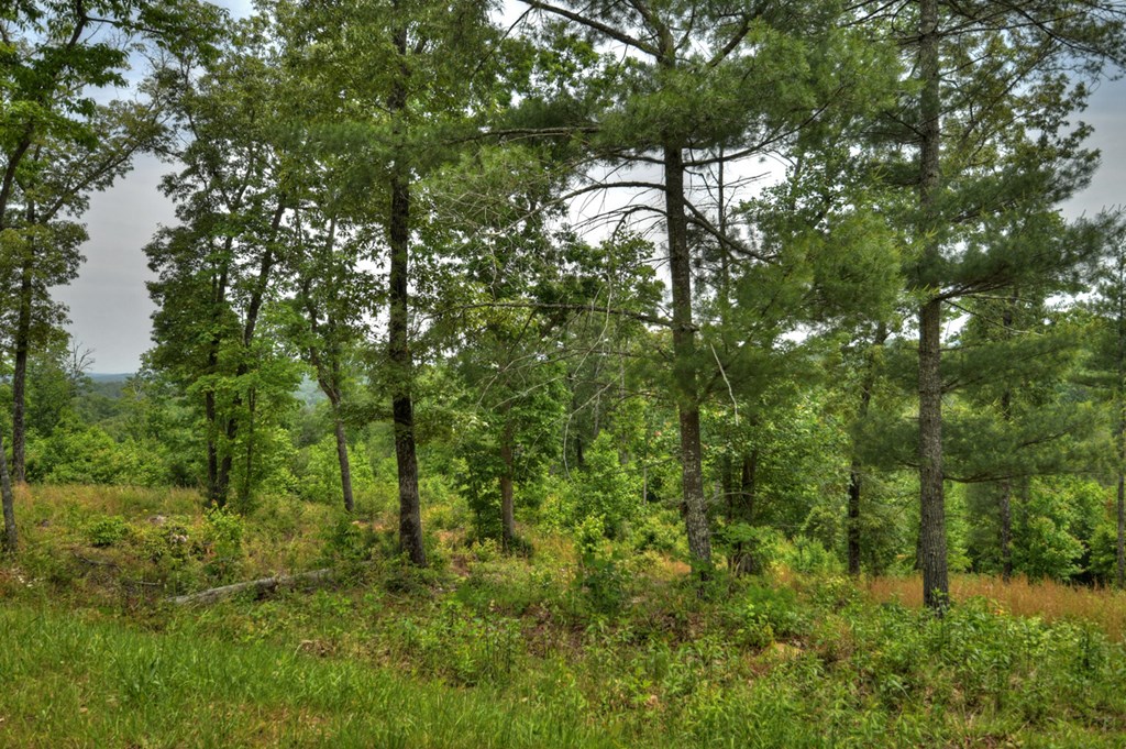 3.20 Ac Hidden Acres Property Photo 20