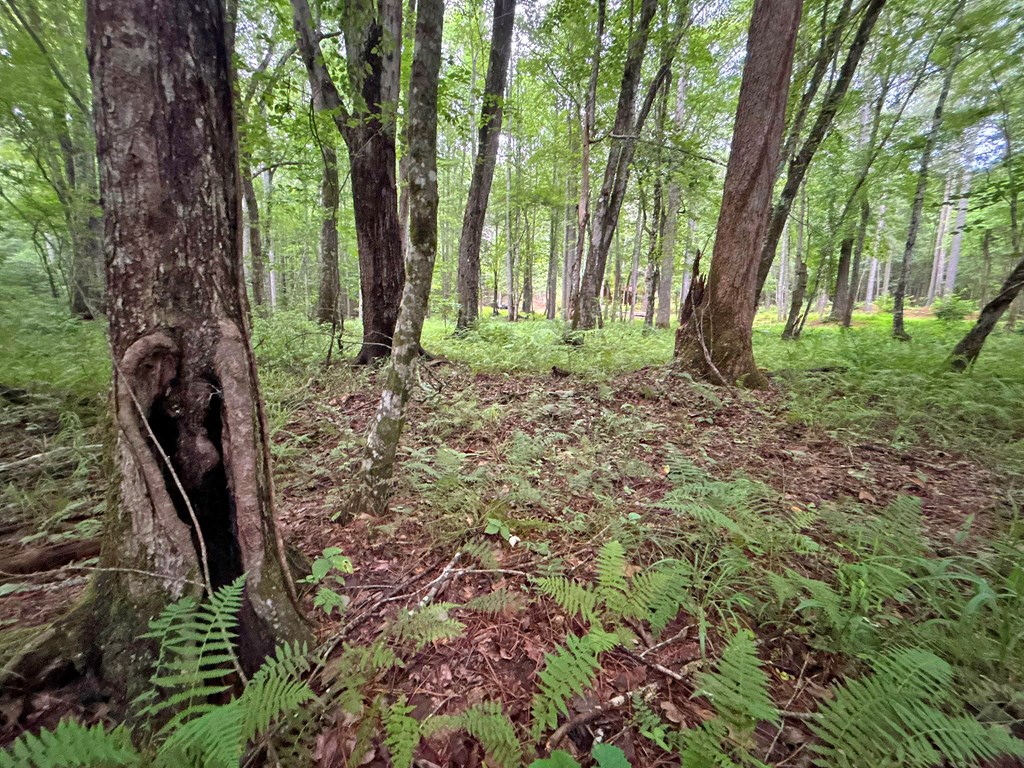 10ac Lovejoy Lane Property Photo 25