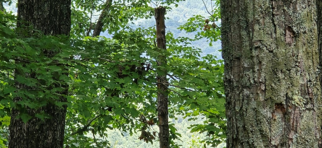 Lot 7 Scouts Overlook Property Photo 21