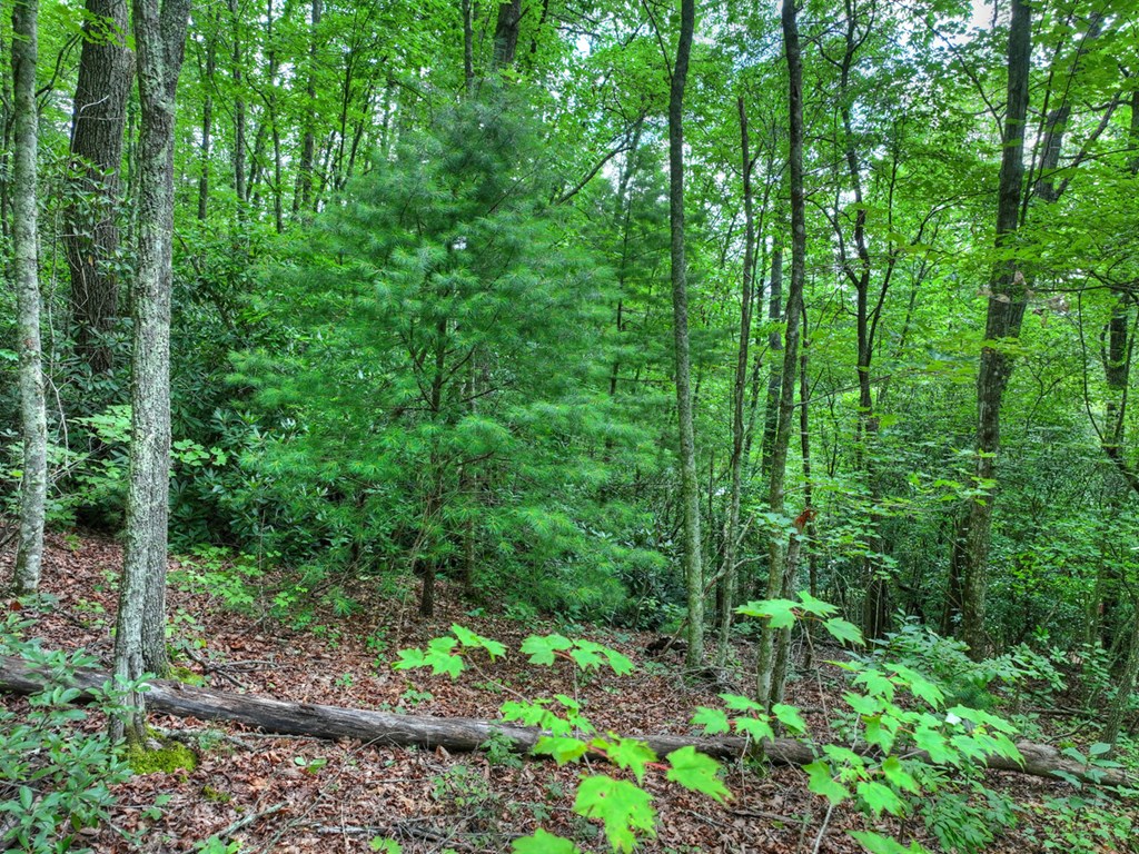 0 Blalock Road Property Photo 4