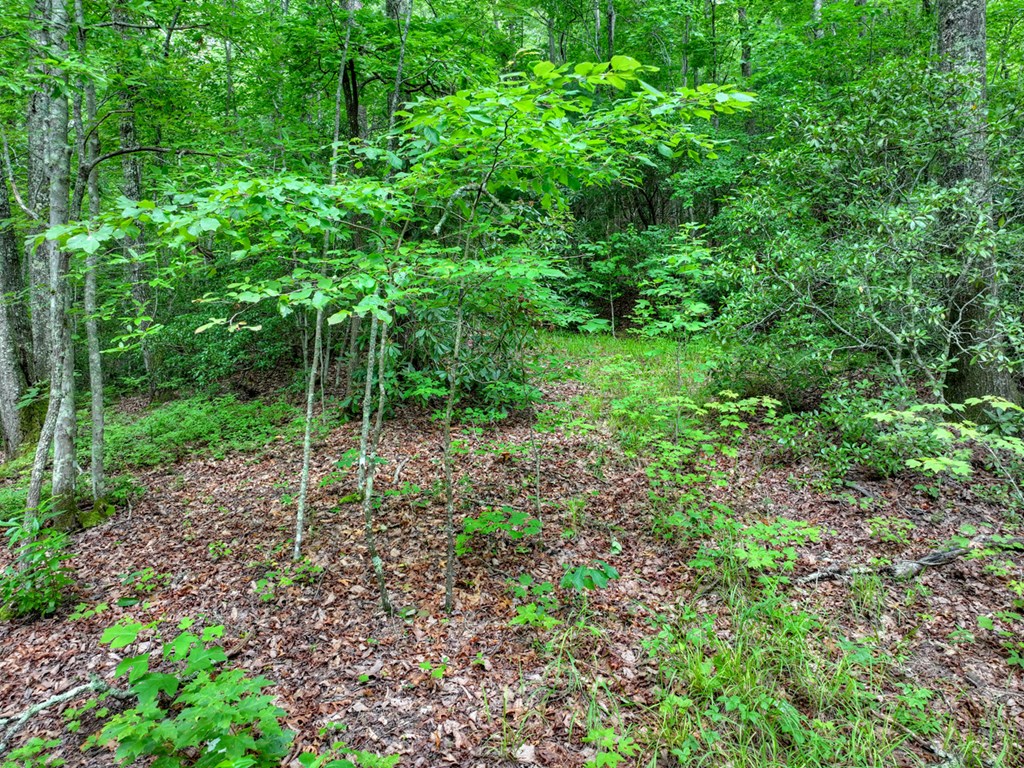 0 Blalock Road Property Photo 6