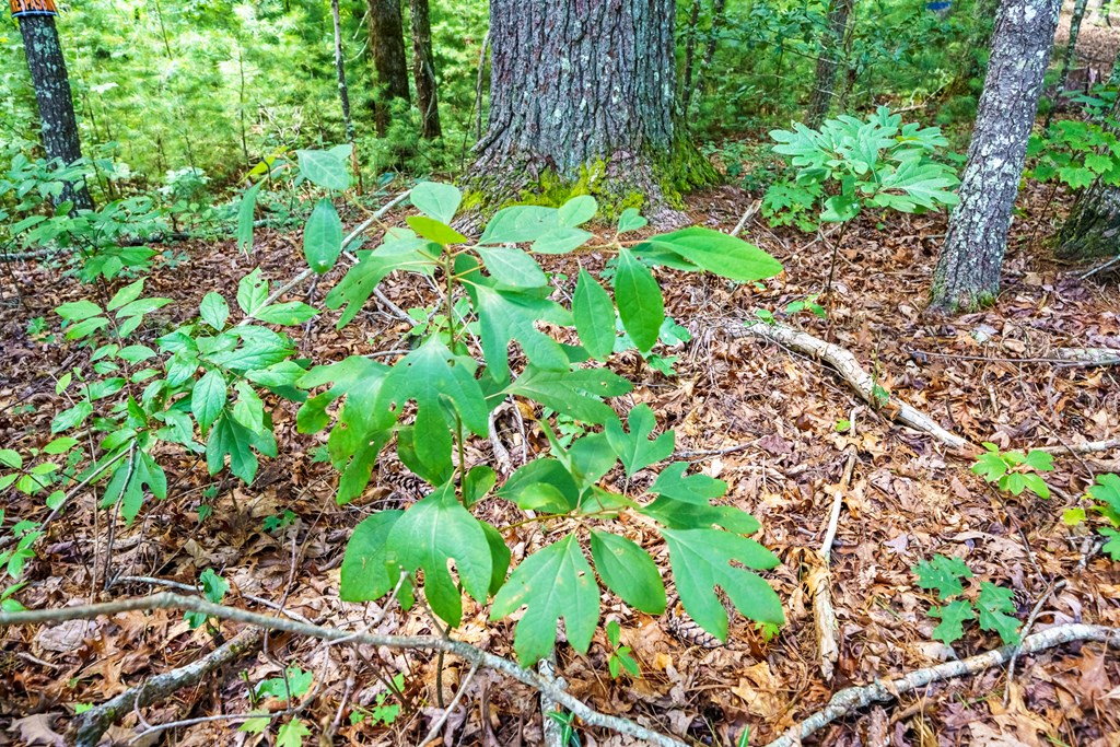 000 Higdon Creek Road Property Photo 26