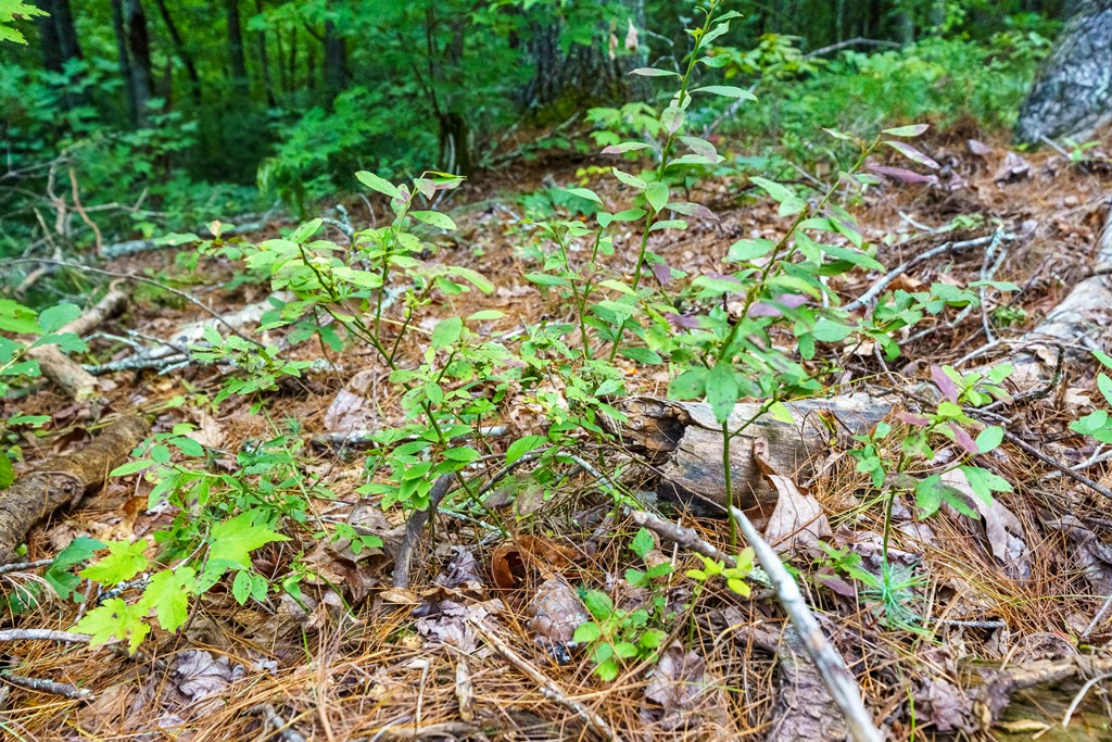 2.31acre Higdon Creek Road Property Photo 25