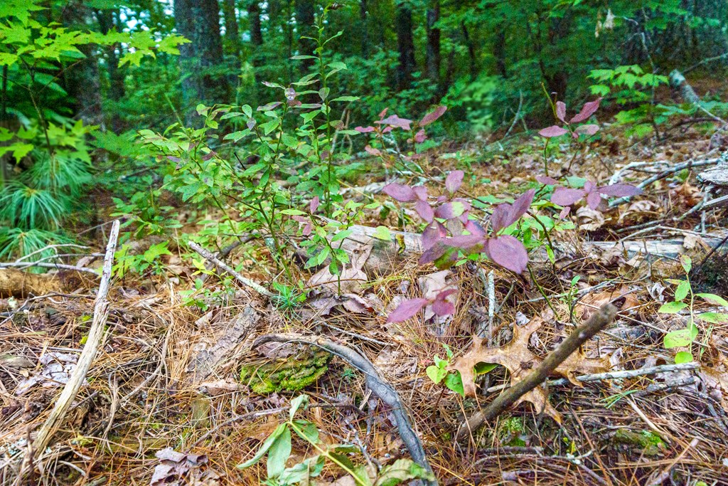 2.31acre Higdon Creek Road Property Photo 26