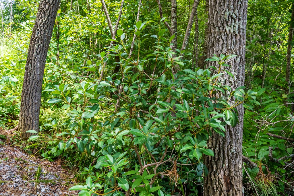 2.31acre Higdon Creek Road Property Photo 27