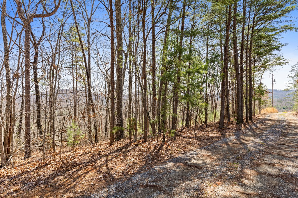 40b Synacia Road Property Photo 11