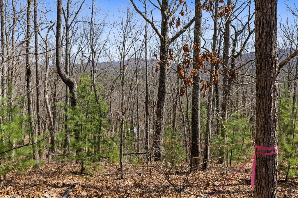 40b Synacia Road Property Photo 13