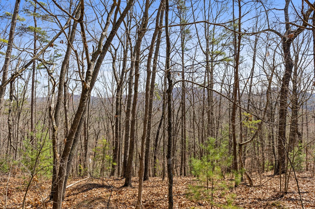 40b Synacia Road Property Photo 16