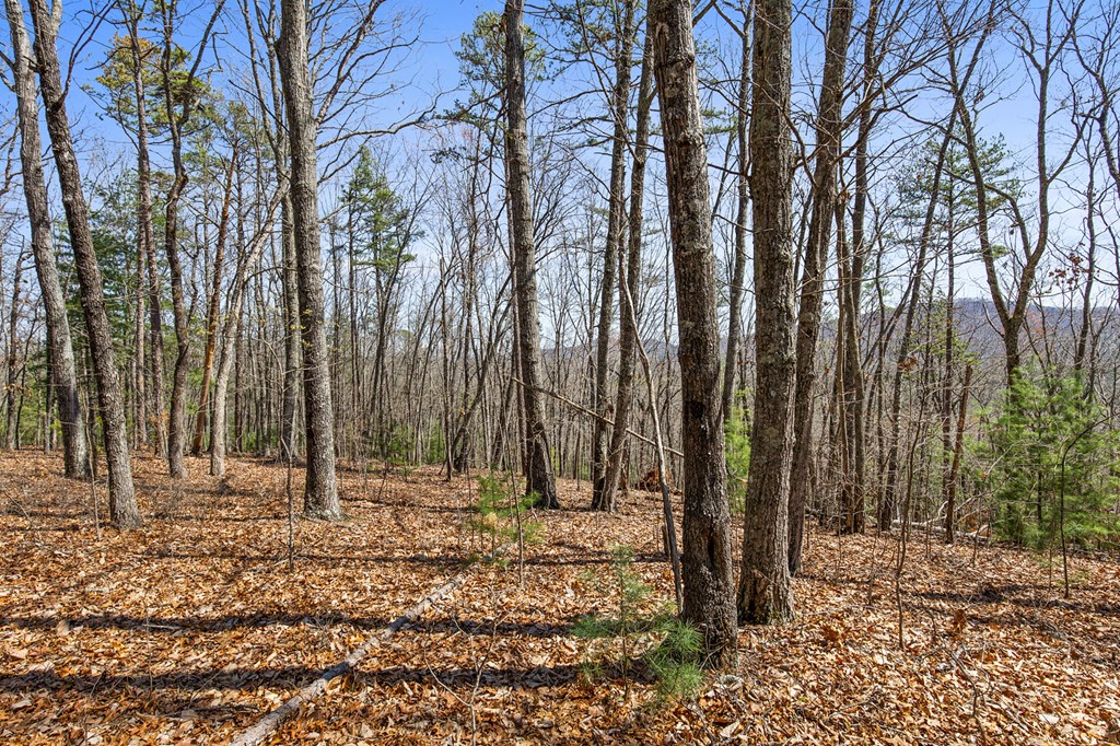 40b Synacia Road Property Photo 17