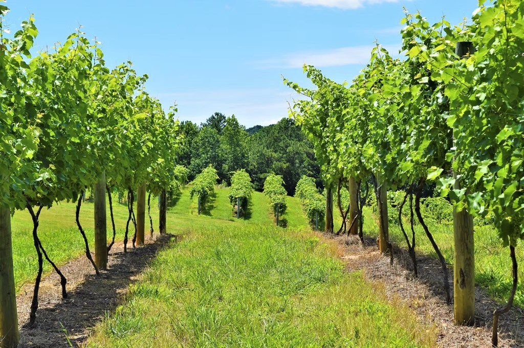 624 High Summit Drive Property Photo 49