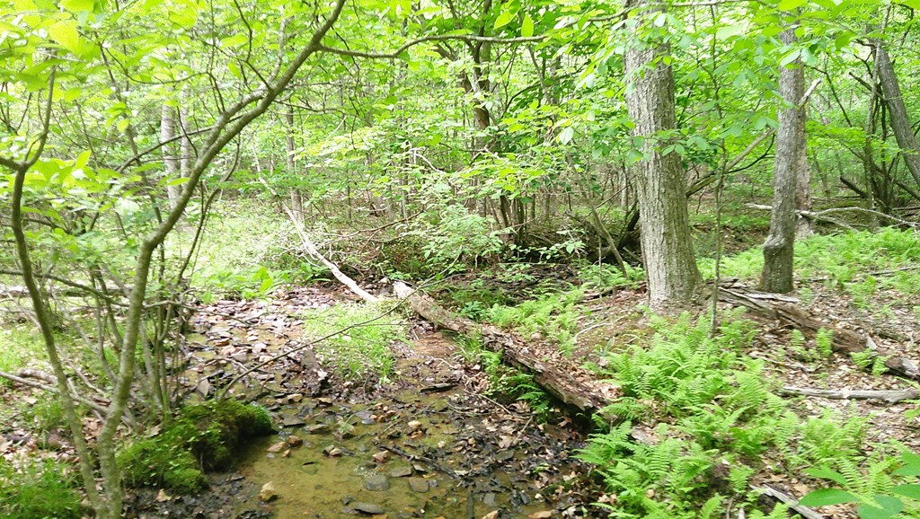 00 Tracks Hollow Property Photo 7