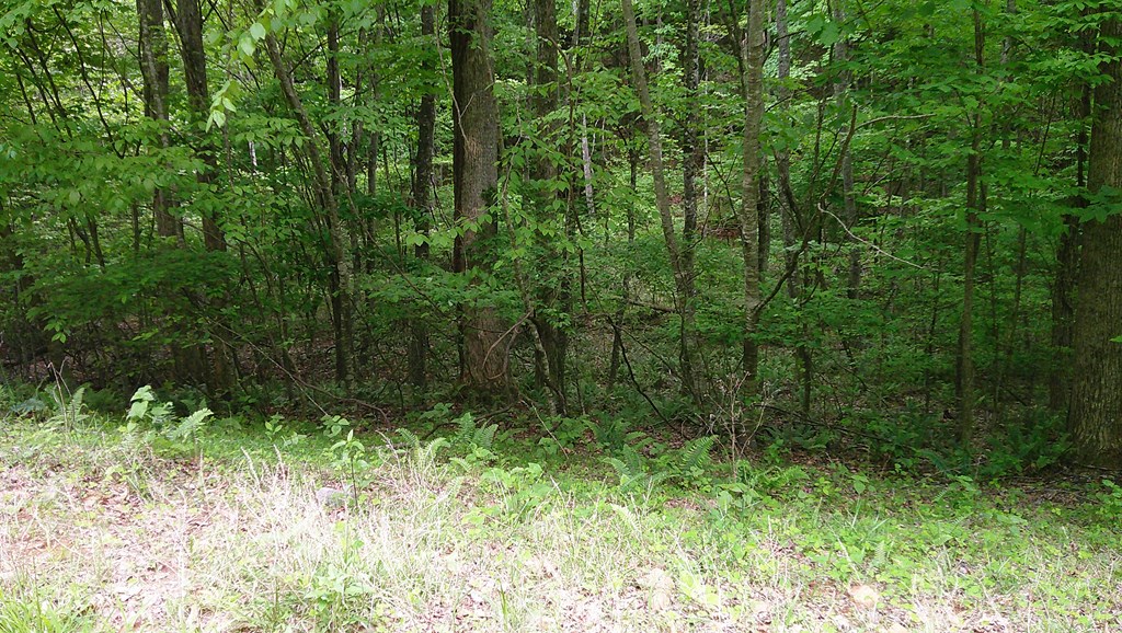 00 Tracks Hollow Property Photo 8