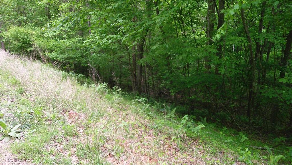 00 Tracks Hollow Property Photo 9