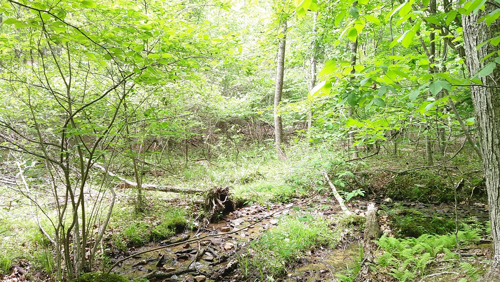 00 Tracks Hollow Property Photo 10