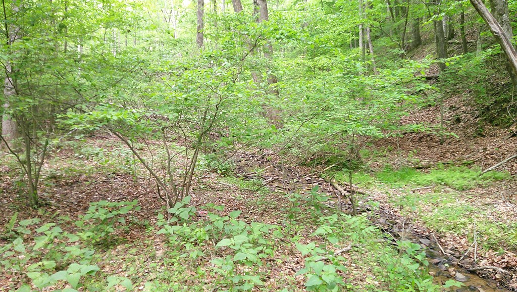 00 Tracks Hollow Property Photo 12