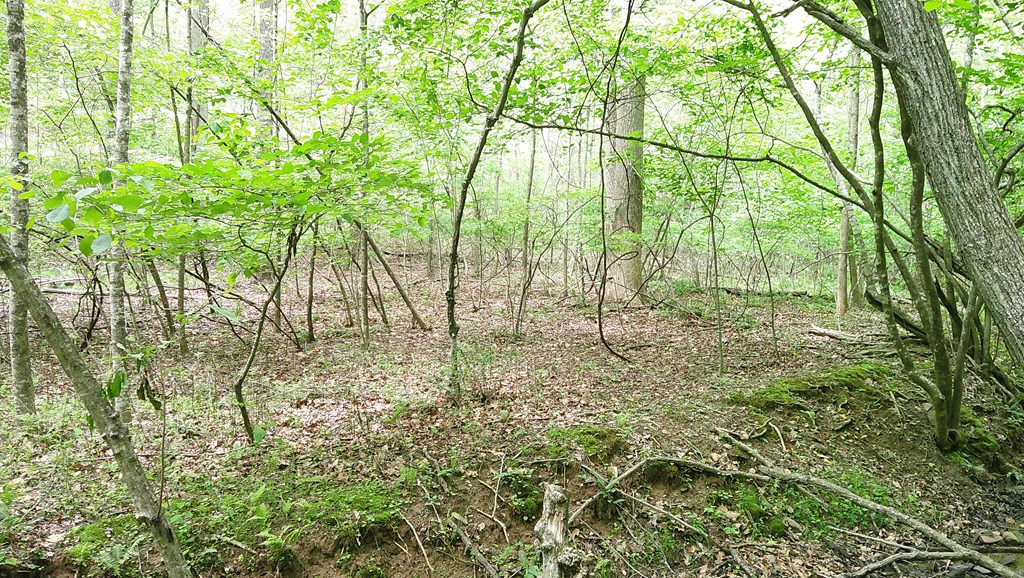 00 Tracks Hollow Property Photo 14
